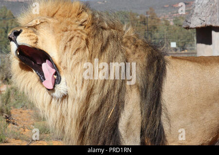 Un grand mâle lion dans le processus de bâillements. Banque D'Images