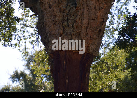 Quercus suber pelées après la récolte, ou chêne liège Quercus suber en Sardaigne en méditerranée Banque D'Images