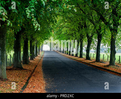 Une route bordée d'arbres avec des feuilles sur le sol. Banque D'Images