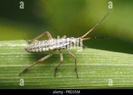 Leptopterna dolabrata punaises mirides nymphe sur brin d'herbe. Tipperary, Irlande Banque D'Images