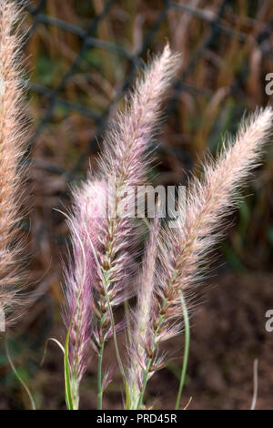 Gazon d'ornement ou ruby, macro shot herbe Pennisetum advena ou la fontaine de l'herbe avec fleurs roses et blanches à l'automne Banque D'Images