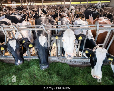 Vaches holstein noire tachetée de l'alimentation à l'intérieur de l'herbe verte sur grange ferme néerlandais en Hollande Banque D'Images