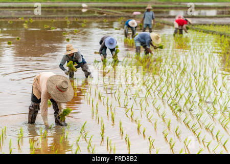 Les agriculteurs thaïlandais transplanter des plants de riz dans une rizière pendant la saison des pluies Banque D'Images