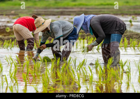 Les agriculteurs thaïlandais transplanter des plants de riz dans une rizière pendant la saison des pluies Banque D'Images