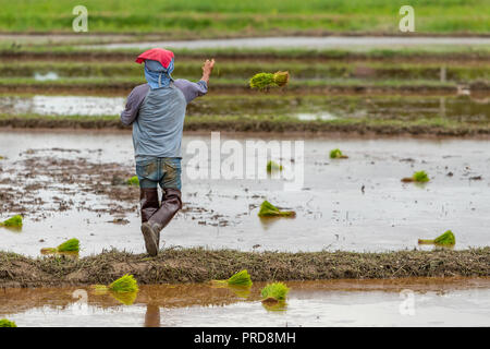 Thai farmer jette les plants de riz dans une rizière pendant la saison des pluies Banque D'Images