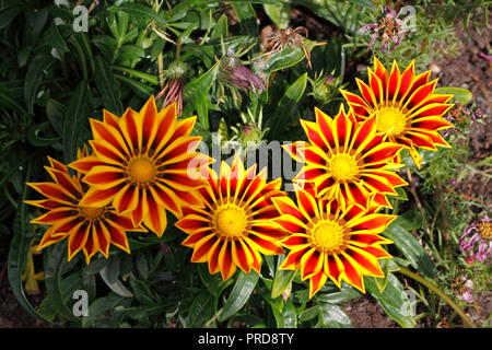 Les têtes de fleurs colorées Banque D'Images