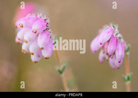 Contre-leaved Heath (Erica tetralix), des fleurs, de l'Ems, Basse-Saxe, Allemagne Banque D'Images