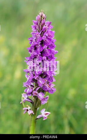 Marais du sud ouest (Dactylorhiza praetermissa), Schleswig-Holstein, Allemagne Banque D'Images