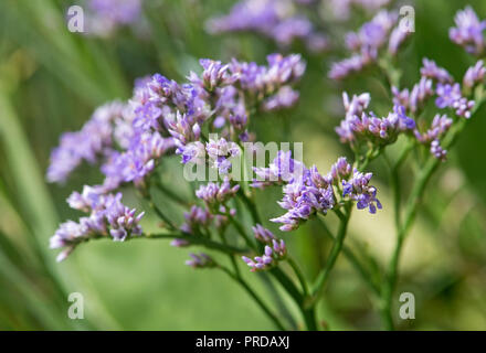 La lavande de mer (Limonium vulgare), côte de la mer du Nord, Schleswig-Holstein, Allemagne Banque D'Images