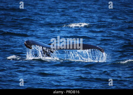 Une queue de baleine à bosse émerge de l'océan dans l'Océan pacifique, juste après le plateau continental au large de la côte de San Francisco. Banque D'Images