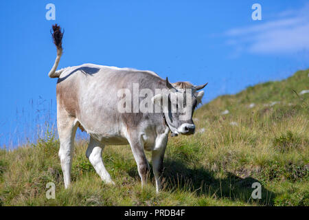 Bovins gris tyrolien, vache sur l'alpage, Rofan, Tyrol, Autriche Banque D'Images