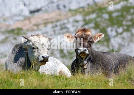 Les vaches, bovins gris tyrolien sur l'alpage, deux animaux ruminé dans l'herbe, Rofan, Tyrol, Autriche Banque D'Images