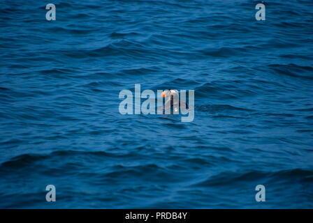Un macareux moine nage dans les eaux entre San Francisco et l'îles Farallon. Banque D'Images