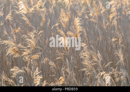 Fleurs de roseau (Phragmites australis) contre la lumière, image de fond, Autriche Banque D'Images