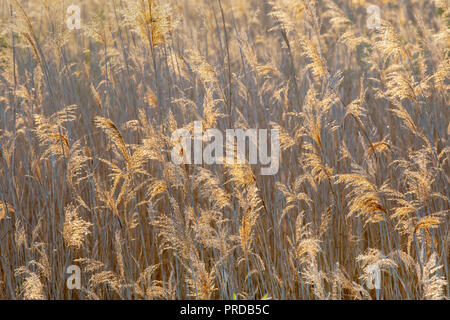 Fleurs de roseau (Phragmites australis) contre la lumière, image de fond, Autriche Banque D'Images