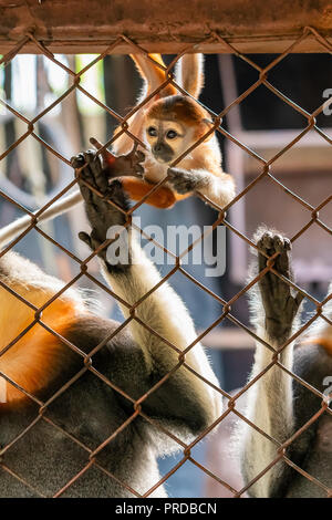 Un bébé-shanked rouge douc langur joue dans la cage Banque D'Images