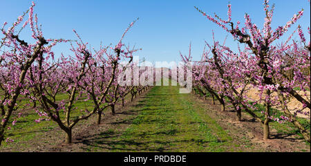 Jardin des pêchers en fleurs richement ensoleillé en journée de printemps Banque D'Images