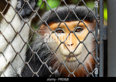 Le gros plan de mâle, rouge-shanked douc langur face Banque D'Images