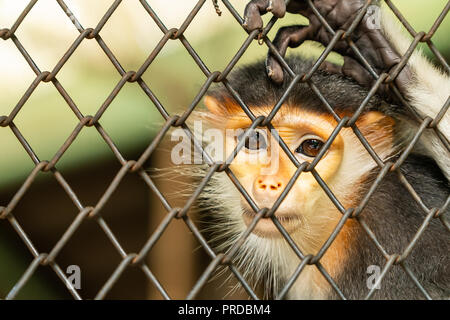 Le gros plan de femelle, rouge-shanked douc langur face Banque D'Images