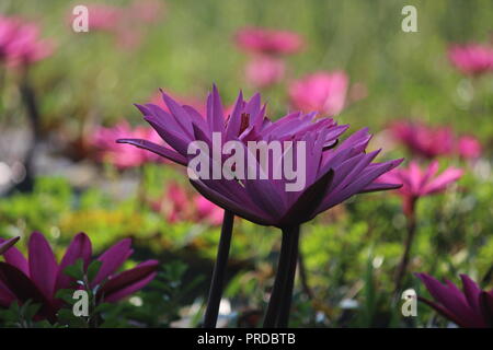 Nénuphars 07november2017, les enfants bangladais collectent des nénuphars rouges dans les zones humides de Narayangong. © Nazmul Islam/Alamy Live News Banque D'Images