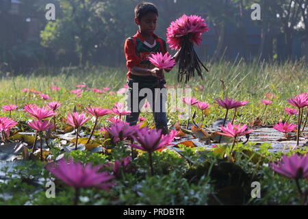 Nénuphars 07november2017, les enfants bangladais collectent des nénuphars rouges dans les zones humides de Narayangong. © Nazmul Islam/Alamy Live News Banque D'Images