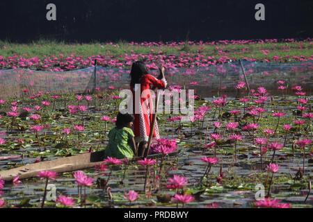 Nénuphars 07november2017, les enfants bangladais collectent des nénuphars rouges dans les zones humides de Narayangong. © Nazmul Islam/Alamy Live News Banque D'Images