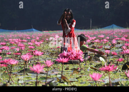 Nénuphars 07november2017, les enfants bangladais collectent des nénuphars rouges dans les zones humides de Narayangong. © Nazmul Islam/Alamy Live News Banque D'Images