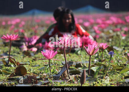 Nénuphars 07november2017, les enfants bangladais collectent des nénuphars rouges dans les zones humides de Narayangong. © Nazmul Islam/Alamy Live News Banque D'Images