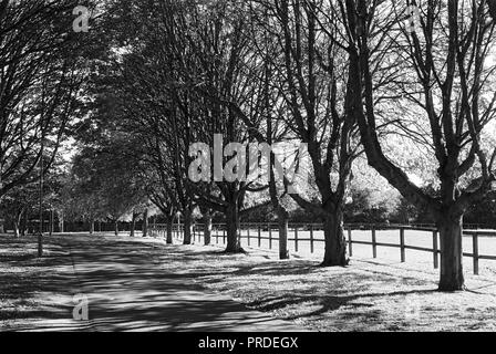 Avenue bordée d'arbres, près de l'entrée de la Lee Valley Riding School sur les marais de Walthamstow, North London UK Banque D'Images