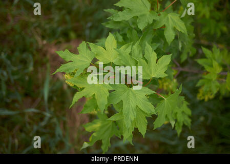 Acer pseudoplatanus feuilles fraîches Banque D'Images