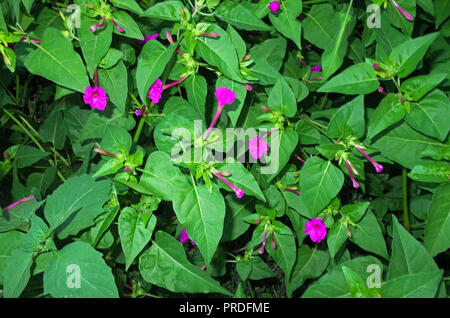 4 heures fleur (mirabilis jalapa) close-up Banque D'Images