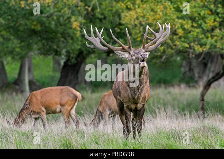 Red Deer (Cervus elaphus) cerf avec bois énormes beuglements entre hinds dans les prairies au bord de la forêt pendant le rut en automne / fall Banque D'Images