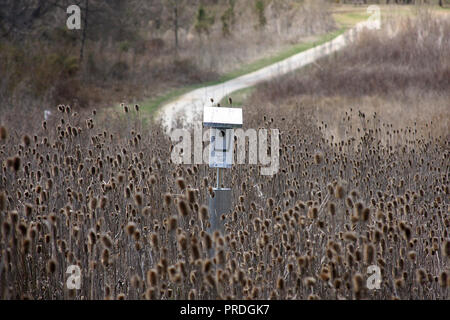 Oiseau-maison au milieu du terrain sec de Teasels, avec vue sur le sentier à l'arrière, à James River State Park, Virginie, États-Unis Banque D'Images