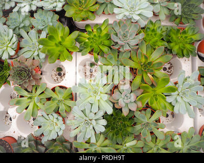 Différentes petites succulentes echeveria violet et vert ( crassulaceae) alignés les uns à côté des autres dans un chargement du bac blanc Banque D'Images