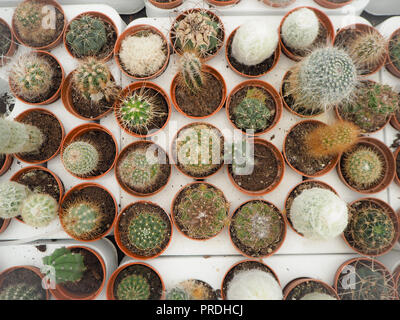 Assortiment de différents petits cactus en pots plastique sur un chargement du bac blanc Banque D'Images