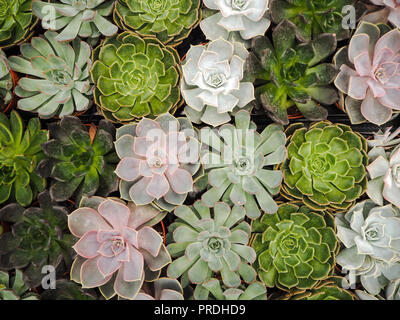 Différentes petites succulentes echeveria violet et vert ( crassulaceae) alignés les uns à côté des autres Banque D'Images