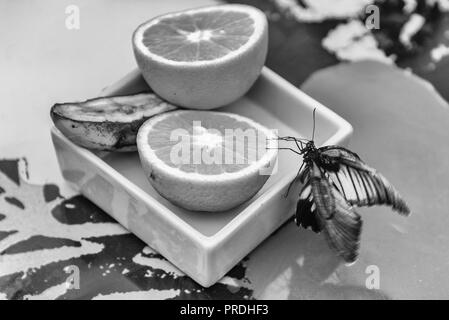 Papilio Lowi, alias Grand Mormon jaune ou asiatique est un swallowtail butterfly tropical. Ici montré en mangeant d'une orange Banque D'Images