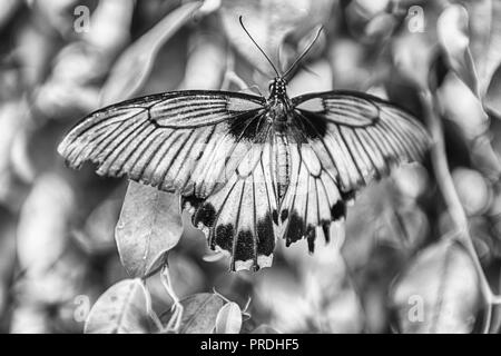 Papilio Lowi, alias Grand Mormon jaune ou asiatique est un swallowtail butterfly tropical. Ici montré en étant debout sur une feuille Banque D'Images