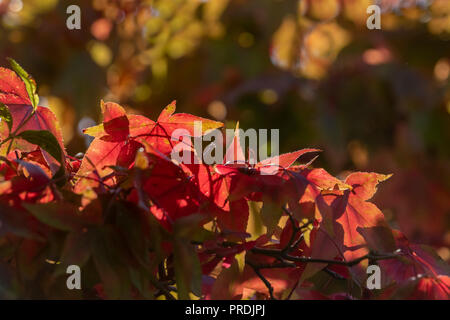 L'érable japonais (Acer rétroéclairé) dans la couleur en automne. Il y a un flou de couleur dans l'arrière-plan. Banque D'Images