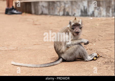 Macaque au point de vue des Gorges de la rivière Noire, Ile Maurice Banque D'Images