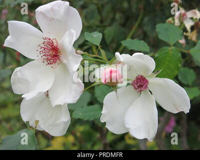 Close-up of Rosa 'White Wings' avec ses bourgeons rose pâle qui s'ouvrent à de délicates pétales blancs lorsque, en pleine floraison. Banque D'Images