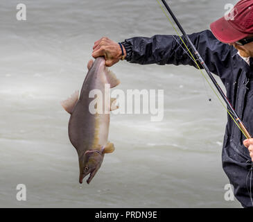 Talkeetna, Alaska USA - Aug 12, 2018. Fishman a attrapé un saumon rose dans l'Alaska Talkeetna River Banque D'Images