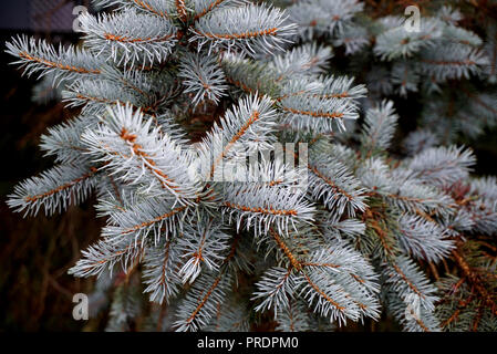 L'épinette bleue Close-up. Contexte & Textures. Les branches d'arbre de Noël. Les aiguilles de l'épinette blanche à la libre Banque D'Images