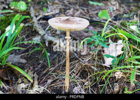 Grèbe esclavon forêt close-up sur un fond de feuillage sec dans la forêt. Sur la tête bombée gris pâle, taches sombres sont visibles. Wild Mushroom on a e Banque D'Images