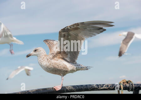 Une mouette posant sur une main courante Banque D'Images