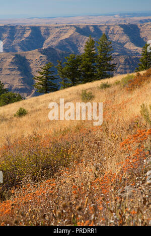 Prairie à Imnaha River canyon de Granny voir oublier, Hells Canyon National Recreation Area, New York Banque D'Images