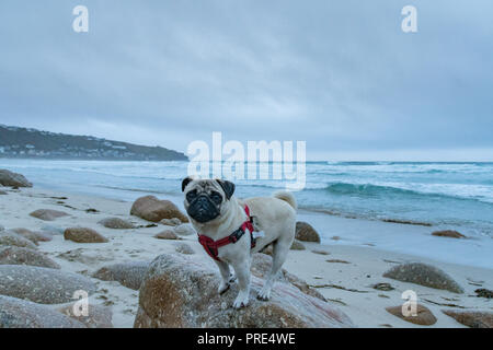 L'Anse de Sennen, Cornwall, UK. 2e oct, 2018. Météo britannique. C'était un doux mais gris lever du soleil à Sennen Cove, ce matin à 17 degrés C. Titan le pug pup sur sa marche matinale. Crédit : Simon Maycock/Alamy Live News Banque D'Images