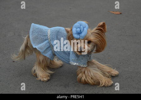 Paris, France. 2e oct, 2018. Peu de Soleil Lola, la plus célèbre rue à la mode à Yorshire Terrier chien de célébrité dans le monde. La Fashion Week de Paris 2018. Défilé Chanel. Grand Palais, Paris, France. 2 octobre 2018.10h30. Credit : Alphacit NEWIM/Alamy Live News Banque D'Images