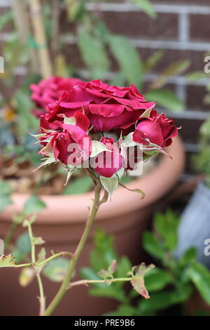 Close up of Red Roses en pleine floraison Banque D'Images