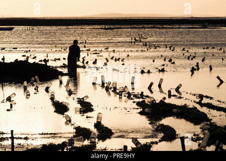 Les bouteilles d'eau vides en plastique utilisées comme lignes de flotteurs sur la culture des algues dans Nembrala, Rote Island, Indonésie Banque D'Images